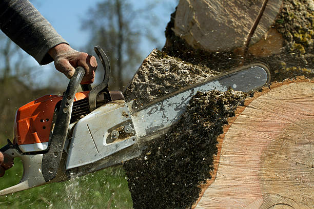 Tree Root Removal in Hyde, PA